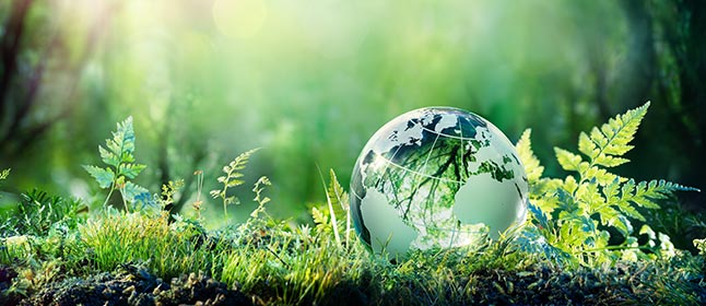 森のコケの上の地球儀のイメージ